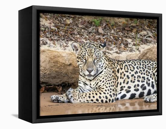 Adult female jaguar (Panthera onca), on the riverbank of Rio Tres Irmao, Mato Grosso, Pantanal-Michael Nolan-Framed Premier Image Canvas