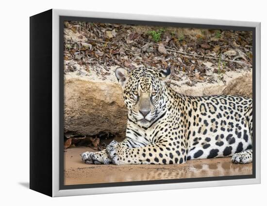 Adult female jaguar (Panthera onca), on the riverbank of Rio Tres Irmao, Mato Grosso, Pantanal-Michael Nolan-Framed Premier Image Canvas