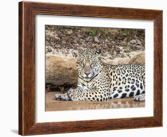 Adult female jaguar (Panthera onca), on the riverbank of Rio Tres Irmao, Mato Grosso, Pantanal-Michael Nolan-Framed Photographic Print