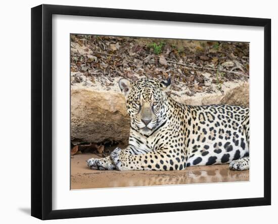 Adult female jaguar (Panthera onca), on the riverbank of Rio Tres Irmao, Mato Grosso, Pantanal-Michael Nolan-Framed Photographic Print