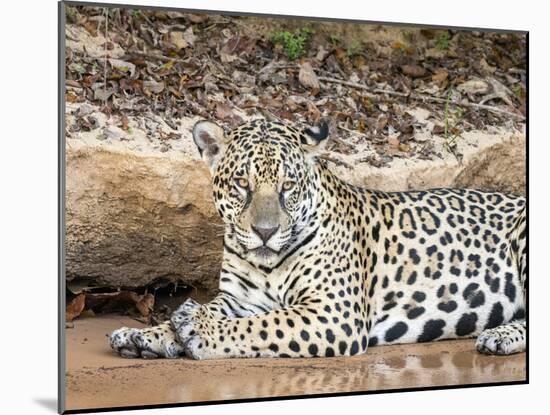 Adult female jaguar (Panthera onca), on the riverbank of Rio Tres Irmao, Mato Grosso, Pantanal-Michael Nolan-Mounted Photographic Print