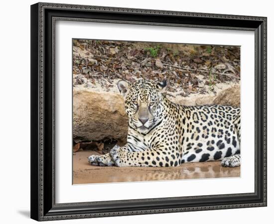 Adult female jaguar (Panthera onca), on the riverbank of Rio Tres Irmao, Mato Grosso, Pantanal-Michael Nolan-Framed Photographic Print