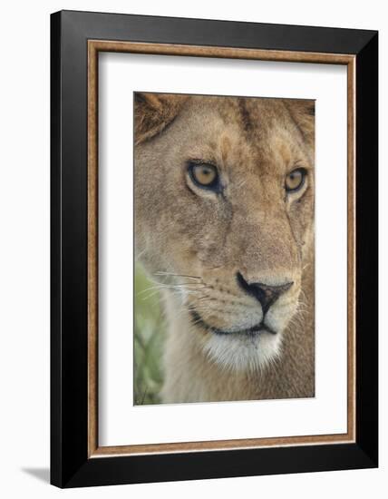 Adult female lioness, Serengeti National Park, Tanzania, leo-Adam Jones-Framed Photographic Print