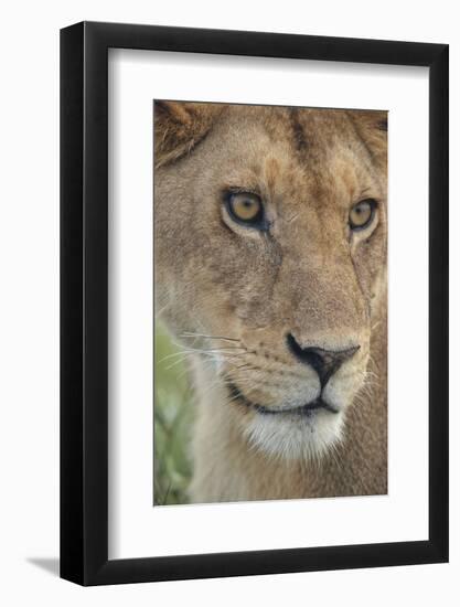 Adult female lioness, Serengeti National Park, Tanzania, leo-Adam Jones-Framed Photographic Print