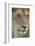 Adult female lioness, Serengeti National Park, Tanzania, leo-Adam Jones-Framed Photographic Print