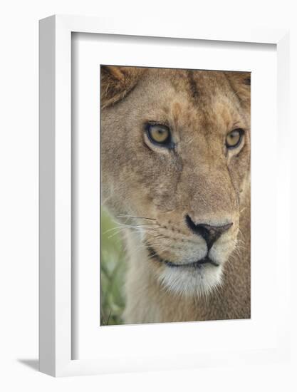 Adult female lioness, Serengeti National Park, Tanzania, leo-Adam Jones-Framed Photographic Print