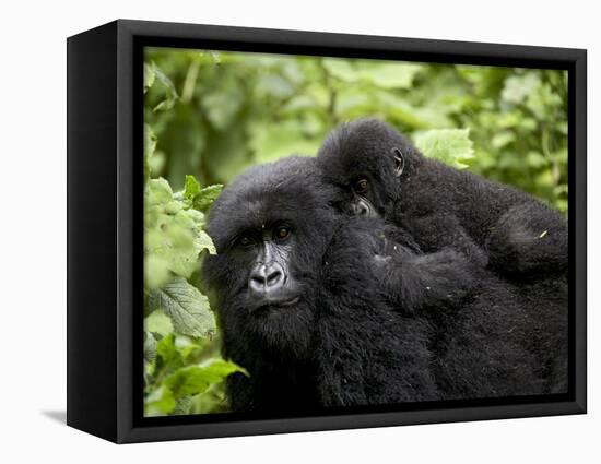 Adult Female Mountain Gorilla with Infant Riding on Her Back, Amahoro a Group, Rwanda, Africa-James Hager-Framed Premier Image Canvas