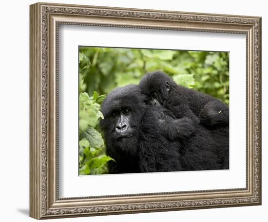 Adult Female Mountain Gorilla with Infant Riding on Her Back, Amahoro a Group, Rwanda, Africa-James Hager-Framed Photographic Print