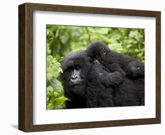 Adult Female Mountain Gorilla with Infant Riding on Her Back, Amahoro a Group, Rwanda, Africa-James Hager-Framed Photographic Print