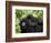 Adult Female Mountain Gorilla with Infant Riding on Her Back, Amahoro a Group, Rwanda, Africa-James Hager-Framed Photographic Print