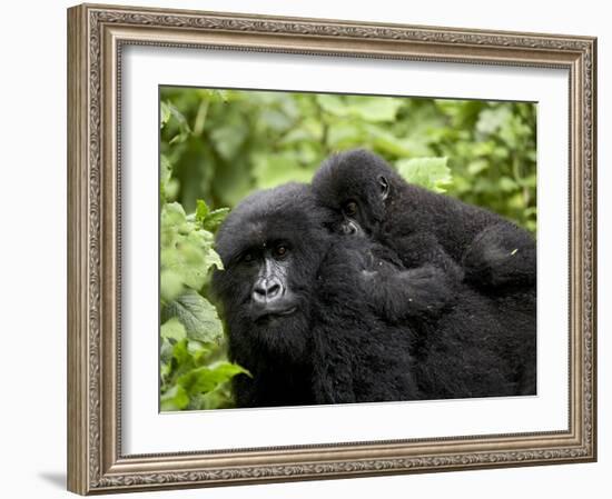 Adult Female Mountain Gorilla with Infant Riding on Her Back, Amahoro a Group, Rwanda, Africa-James Hager-Framed Photographic Print