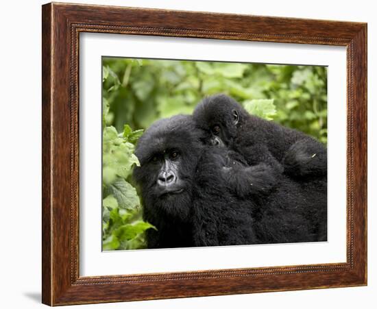 Adult Female Mountain Gorilla with Infant Riding on Her Back, Amahoro a Group, Rwanda, Africa-James Hager-Framed Photographic Print