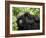 Adult Female Mountain Gorilla with Infant Riding on Her Back, Amahoro a Group, Rwanda, Africa-James Hager-Framed Photographic Print