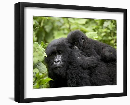 Adult Female Mountain Gorilla with Infant Riding on Her Back, Amahoro a Group, Rwanda, Africa-James Hager-Framed Photographic Print