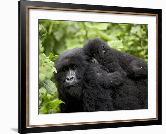 Adult Female Mountain Gorilla with Infant Riding on Her Back, Amahoro a Group, Rwanda, Africa-James Hager-Framed Photographic Print