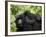 Adult Female Mountain Gorilla with Infant Riding on Her Back, Amahoro a Group, Rwanda, Africa-James Hager-Framed Photographic Print