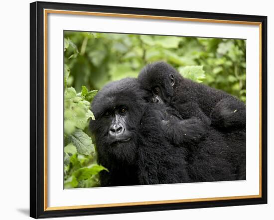 Adult Female Mountain Gorilla with Infant Riding on Her Back, Amahoro a Group, Rwanda, Africa-James Hager-Framed Photographic Print
