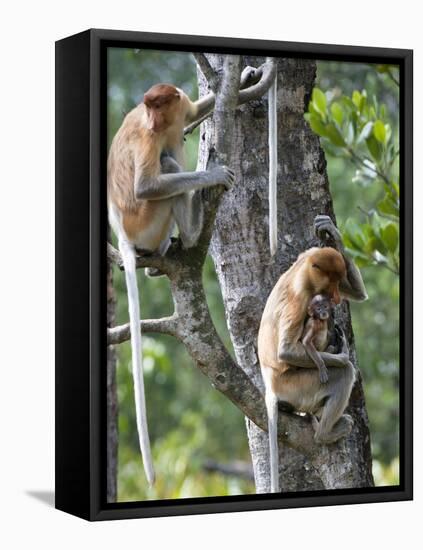 Adult Female Proboscis Monkey (Nasalis Larvatus)-Louise Murray-Framed Premier Image Canvas