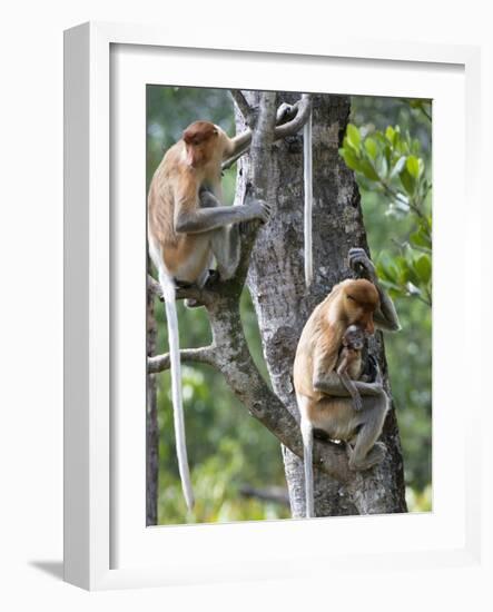 Adult Female Proboscis Monkey (Nasalis Larvatus)-Louise Murray-Framed Photographic Print