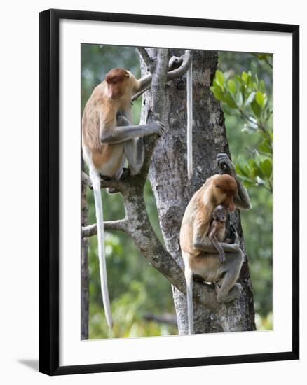 Adult Female Proboscis Monkey (Nasalis Larvatus)-Louise Murray-Framed Photographic Print
