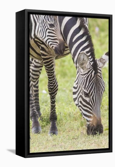 Adult Female Zebra Grazing with Her Colt, Ngorongoro, Tanzania-James Heupel-Framed Premier Image Canvas