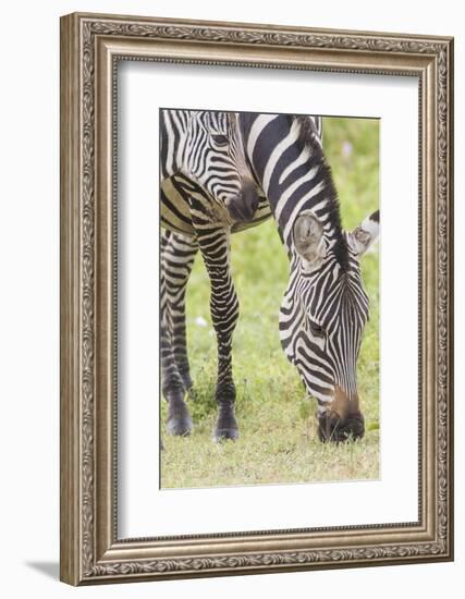 Adult Female Zebra Grazing with Her Colt, Ngorongoro, Tanzania-James Heupel-Framed Photographic Print