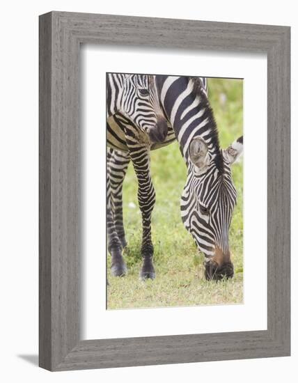 Adult Female Zebra Grazing with Her Colt, Ngorongoro, Tanzania-James Heupel-Framed Photographic Print