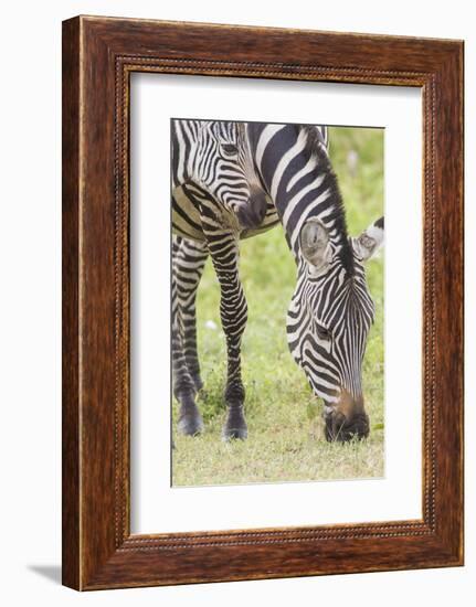 Adult Female Zebra Grazing with Her Colt, Ngorongoro, Tanzania-James Heupel-Framed Photographic Print