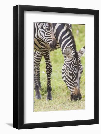 Adult Female Zebra Grazing with Her Colt, Ngorongoro, Tanzania-James Heupel-Framed Photographic Print