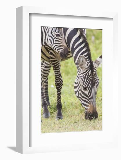 Adult Female Zebra Grazing with Her Colt, Ngorongoro, Tanzania-James Heupel-Framed Photographic Print