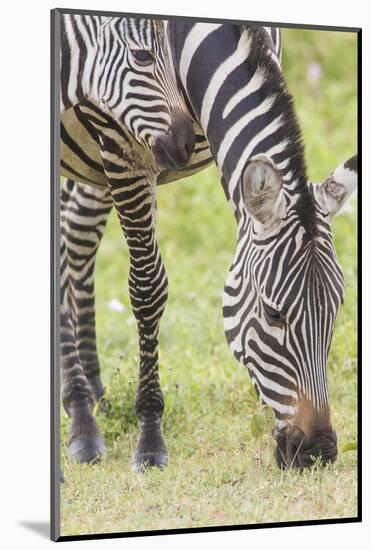 Adult Female Zebra Grazing with Her Colt, Ngorongoro, Tanzania-James Heupel-Mounted Photographic Print