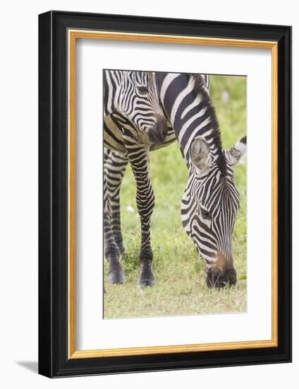 Adult Female Zebra Grazing with Her Colt, Ngorongoro, Tanzania-James Heupel-Framed Photographic Print