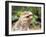 Adult Galapagos land iguana (Conolophus subcristatus), feeding in Urbina Bay-Michael Nolan-Framed Photographic Print