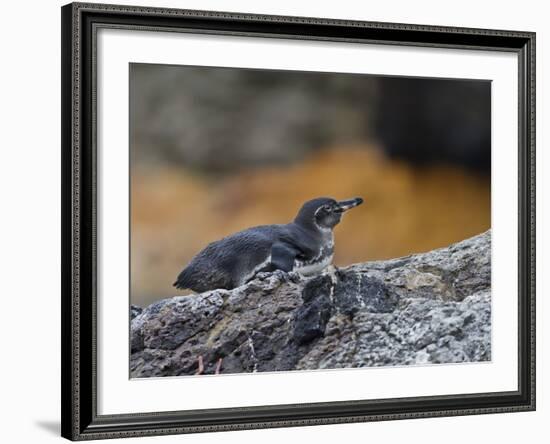 Adult Galapagos Penguin (Spheniscus Mendiculus), Galapagos Is, UNESCO World Heritage Site, Ecuador-Michael Nolan-Framed Photographic Print