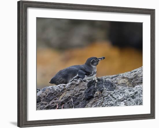 Adult Galapagos Penguin (Spheniscus Mendiculus), Galapagos Is, UNESCO World Heritage Site, Ecuador-Michael Nolan-Framed Photographic Print