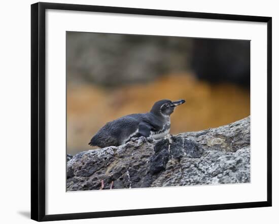 Adult Galapagos Penguin (Spheniscus Mendiculus), Galapagos Is, UNESCO World Heritage Site, Ecuador-Michael Nolan-Framed Photographic Print