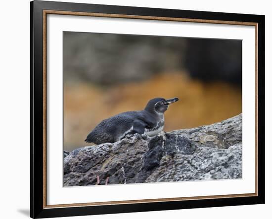 Adult Galapagos Penguin (Spheniscus Mendiculus), Galapagos Is, UNESCO World Heritage Site, Ecuador-Michael Nolan-Framed Photographic Print