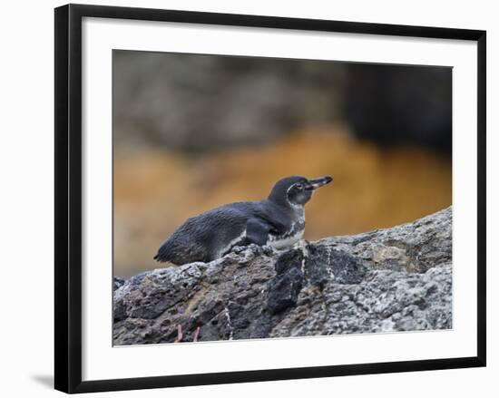 Adult Galapagos Penguin (Spheniscus Mendiculus), Galapagos Is, UNESCO World Heritage Site, Ecuador-Michael Nolan-Framed Photographic Print