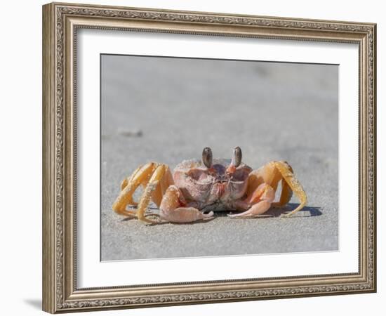 Adult ghost crab (Ocypode spp), on the beach at Isla Magdalena, Baja California Sur, Mexico-Michael Nolan-Framed Photographic Print