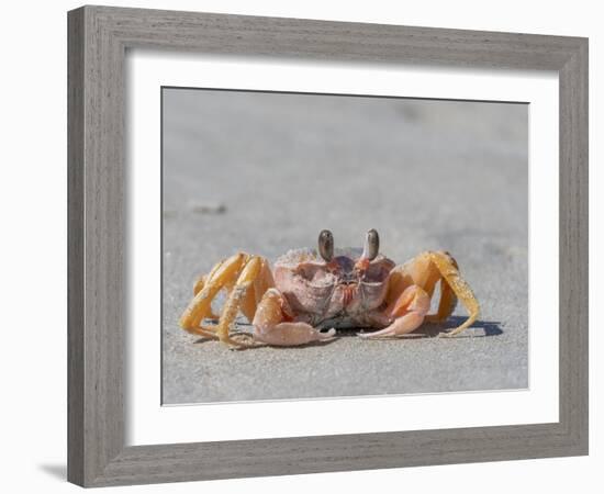 Adult ghost crab (Ocypode spp), on the beach at Isla Magdalena, Baja California Sur, Mexico-Michael Nolan-Framed Photographic Print