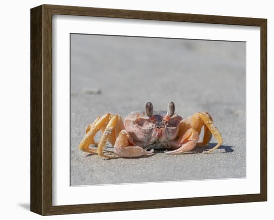 Adult ghost crab (Ocypode spp), on the beach at Isla Magdalena, Baja California Sur, Mexico-Michael Nolan-Framed Photographic Print