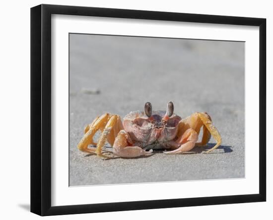 Adult ghost crab (Ocypode spp), on the beach at Isla Magdalena, Baja California Sur, Mexico-Michael Nolan-Framed Photographic Print