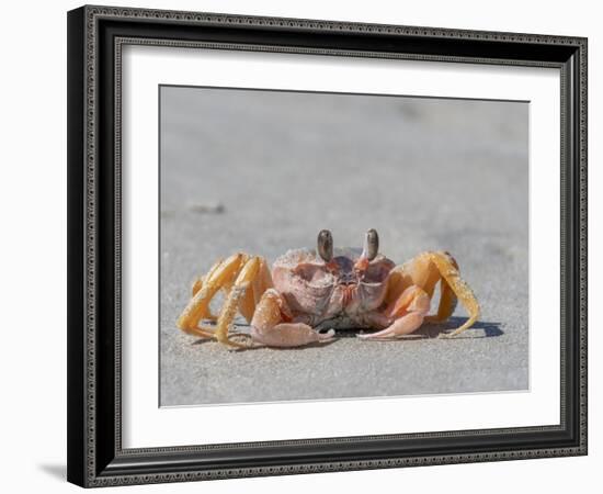 Adult ghost crab (Ocypode spp), on the beach at Isla Magdalena, Baja California Sur, Mexico-Michael Nolan-Framed Photographic Print