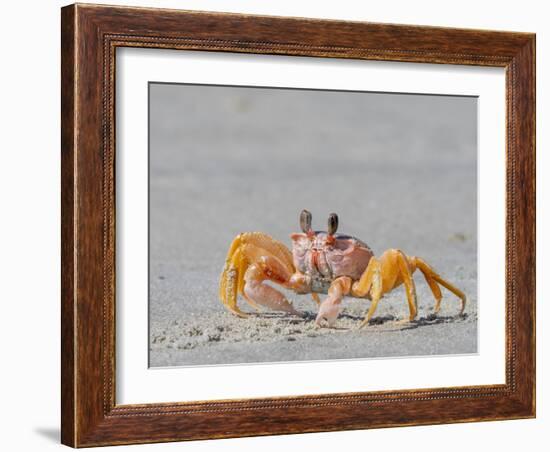 Adult ghost crab (Ocypode spp) on the beach at Isla Magdalena, Baja California Sur, Mexico-Michael Nolan-Framed Photographic Print