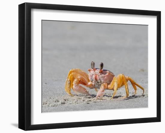 Adult ghost crab (Ocypode spp) on the beach at Isla Magdalena, Baja California Sur, Mexico-Michael Nolan-Framed Photographic Print
