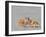 Adult ghost crab (Ocypode spp) on the beach at Isla Magdalena, Baja California Sur, Mexico-Michael Nolan-Framed Photographic Print