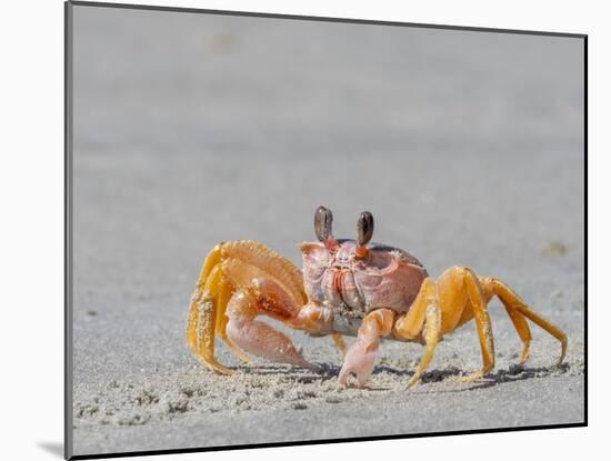 Adult ghost crab (Ocypode spp) on the beach at Isla Magdalena, Baja California Sur, Mexico-Michael Nolan-Mounted Photographic Print