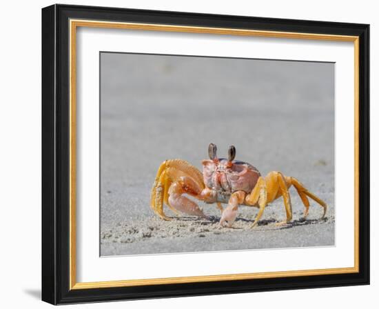 Adult ghost crab (Ocypode spp) on the beach at Isla Magdalena, Baja California Sur, Mexico-Michael Nolan-Framed Photographic Print