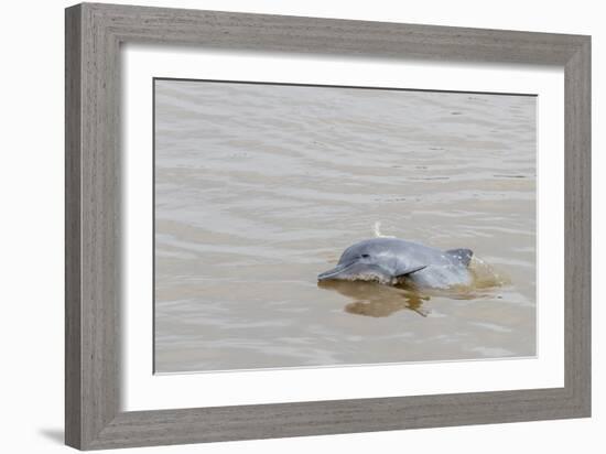 Adult gray dolphin (bufeo gris) (Sotalia fluviatilis), Amazon National Park, Loreto, Peru-Michael Nolan-Framed Photographic Print