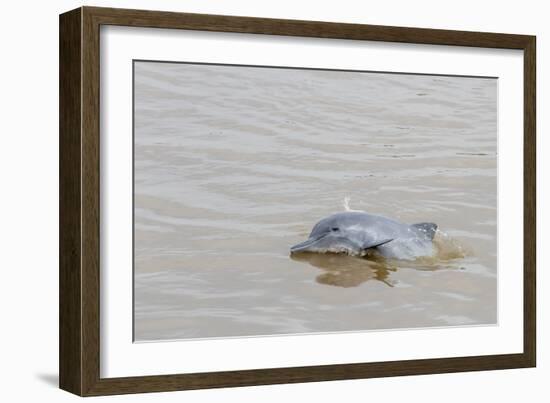 Adult gray dolphin (bufeo gris) (Sotalia fluviatilis), Amazon National Park, Loreto, Peru-Michael Nolan-Framed Photographic Print